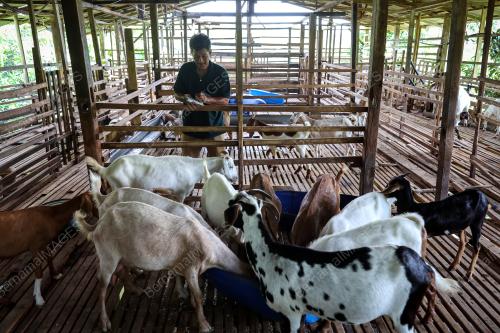 PENTERNAK KAMBING