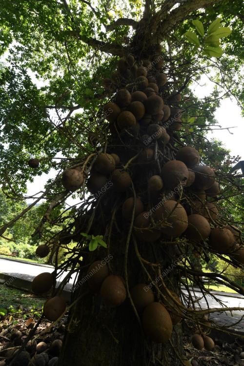 POKOK CANNON-BALL