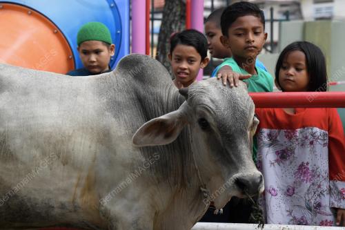 PG04_22082018_LEMBU_KANAK_BN201808196203