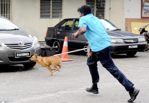 PG04_22092015_TANGKAP_ANJING