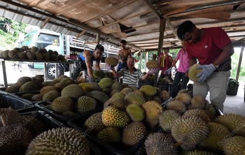 MUSIM DURIAN