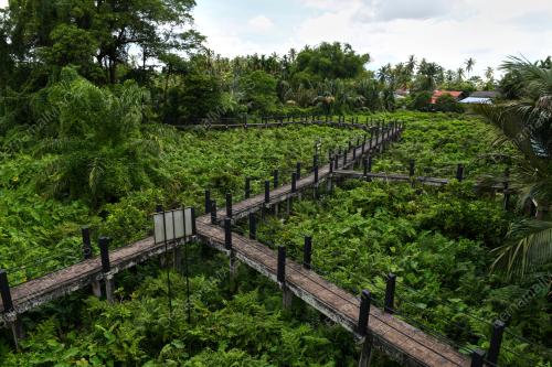 HUTAN PAYA AIR TAWAR