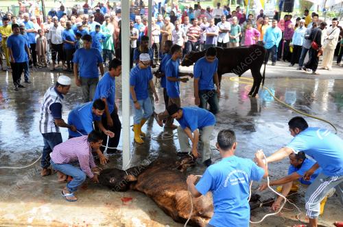 PG04_24092015_LEMBU_KORBAN