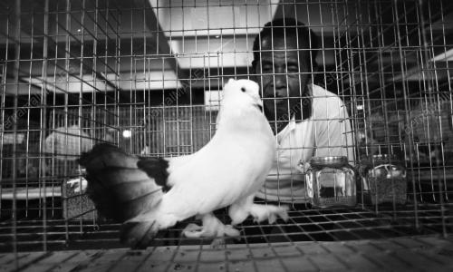 PG04_26012015_PESTA_BURUNG