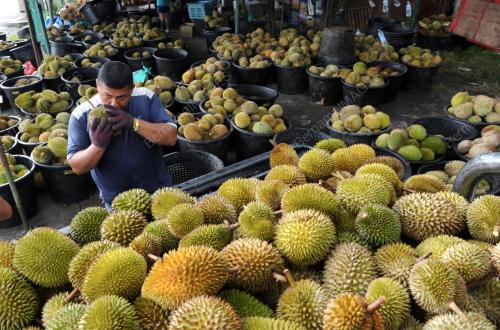 PG04_26052014_MUSIM_DURIAN