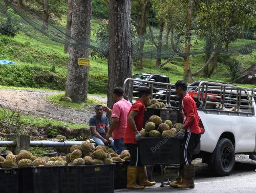 MUSIM DURIAN