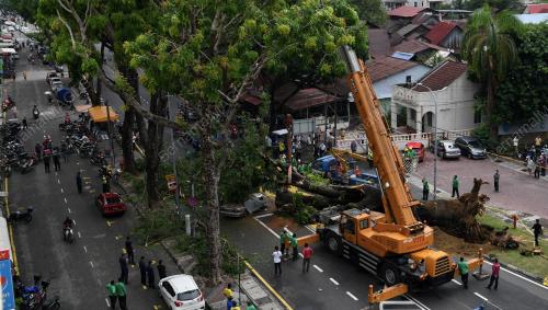 POKOK TUMBANG ATAS KERETA
