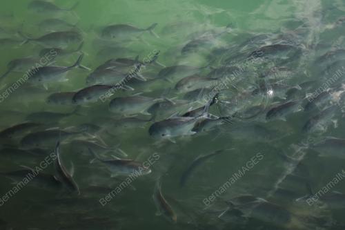 SANGKAR IKAN