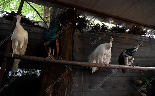 PELIHARA BURUNG MERAK