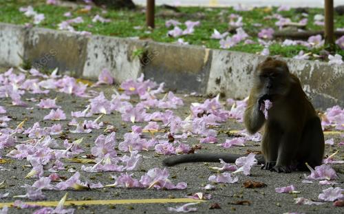 PG04_29032019_SAKURA_BN201903294803