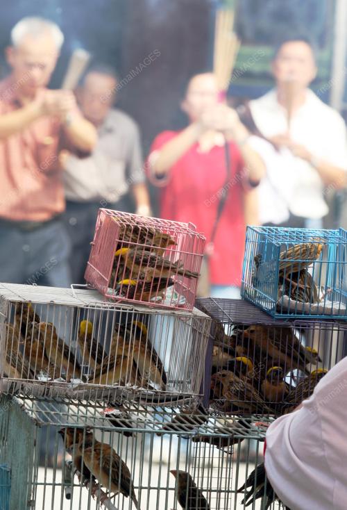 RELEASING BIRDS