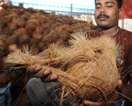 PG05_01022012_KUPAS_KELAPA