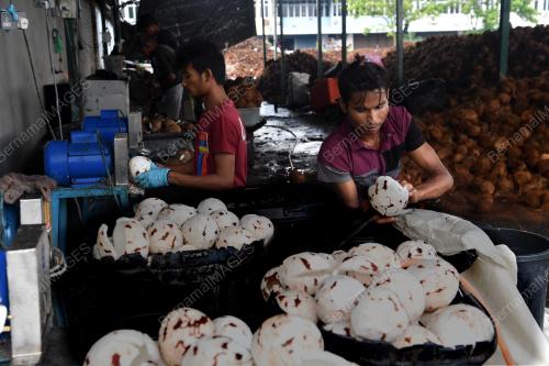 PG05_01062019_KELAPA_BN201906011322