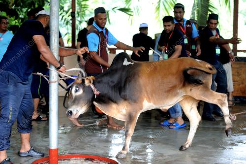 PG05_01092017_LEMBU_AIDILADHA