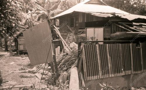 PG05_030490_POKOK_TUMBANG