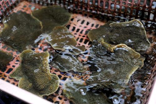 PG05_03102017_BATU_KARANG_BN201710027182