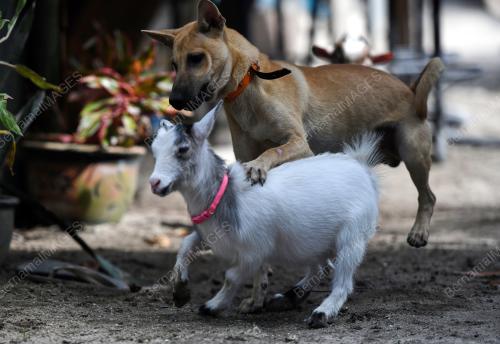 MINI ZOO
