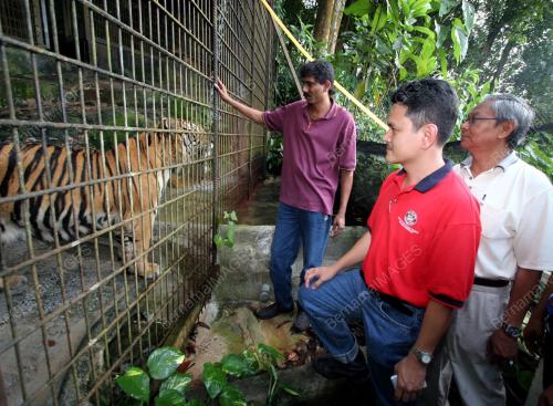 KANDANG HARIMAU