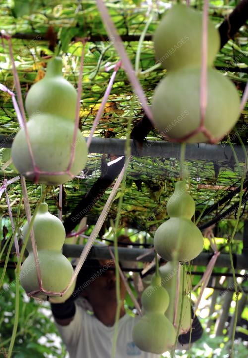 PG05_04012017_LABU_CINA