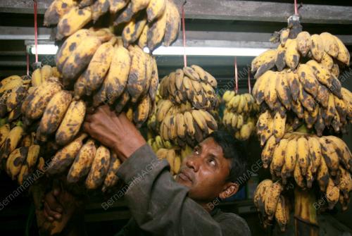 PISANG