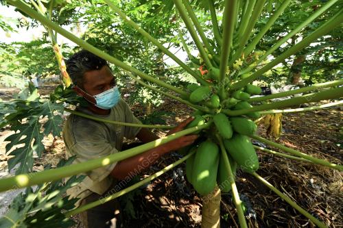 TANAMAN ALTERNATIF MUSIM KEMARAU
