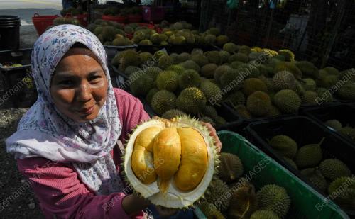 MUSIM DURIAN