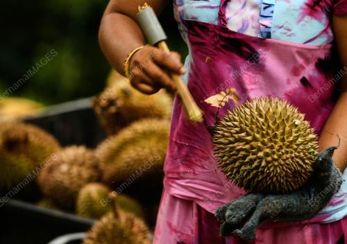 MUSIM RAJA BUAH