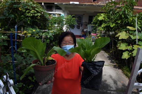 KEBUN MINI