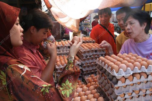 PEMERIKSAAN TELUR
