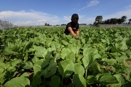 PETANI MULA BEROPERASI
