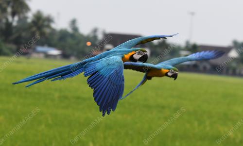 BURUNG KAKAK TUA