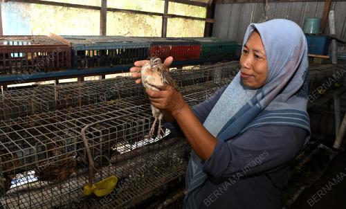BURUNG PUYUH