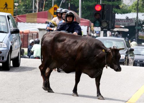 LEMBU