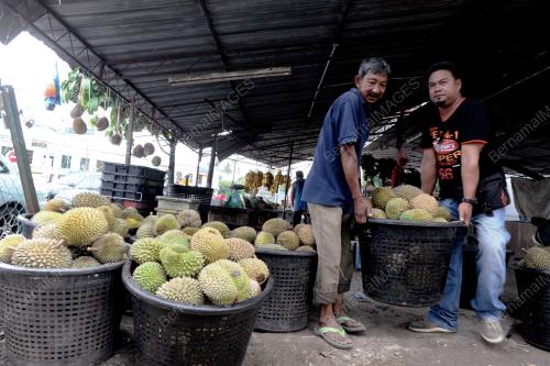 PG05_08062015_PEKERJA_DURIAN