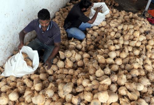PG05_09012014_GUNI_KELAPA