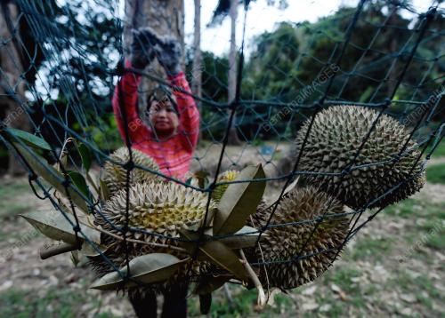 PG05_12062019_DURIAN_BN201906121803
