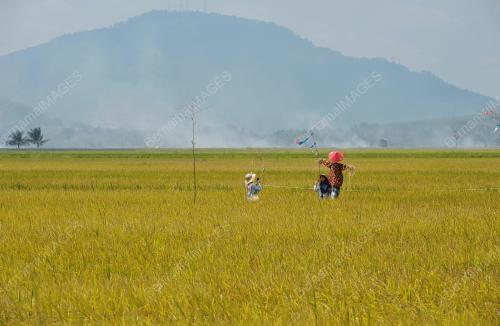 PG05_12082018_PESTA_PADI