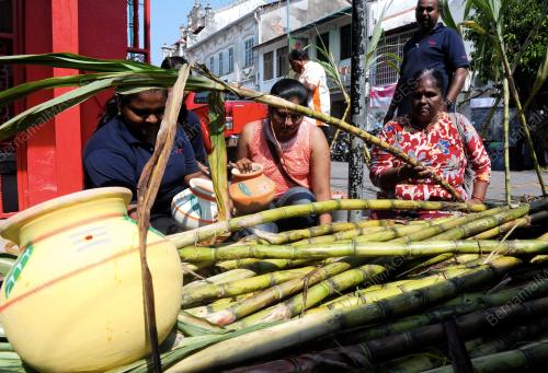 PG05_13012016_TEBU_PONGGAL