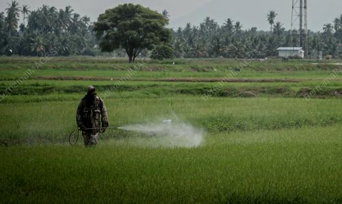 PESAWAH