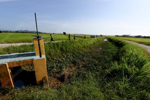 KEKURANGAN AIR DI SAWAH PADI