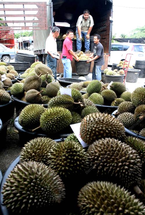BUAH DURIAN