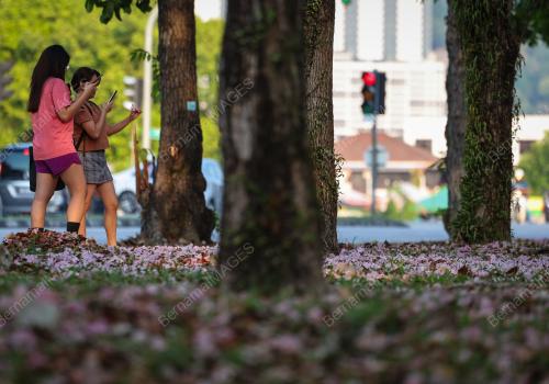 SAKURA MALAYSIA