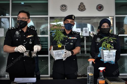 RAMPASAN POKOK GANJA