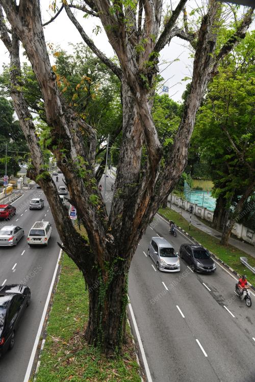 POKOK_JALAN