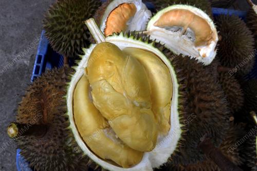 PKP-DURIAN