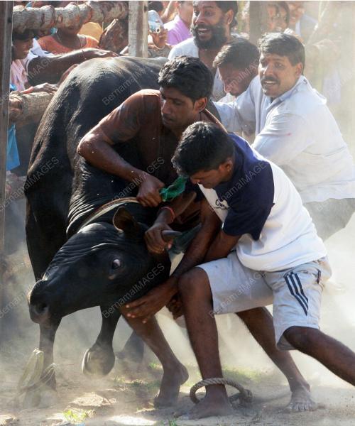 PESTA PONGGAL