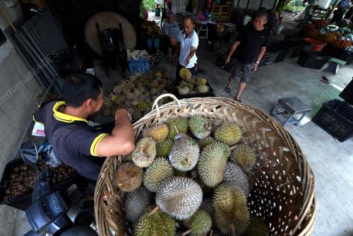 PG05_18072018_DURIAN