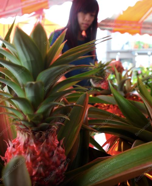 PG05_20012014_NENAS_MERAH