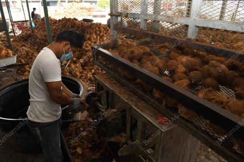 PENGUSAHA KELAPA_COVID