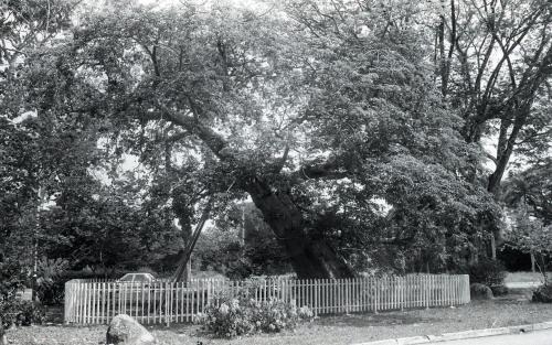 PG05_220390_POKOK